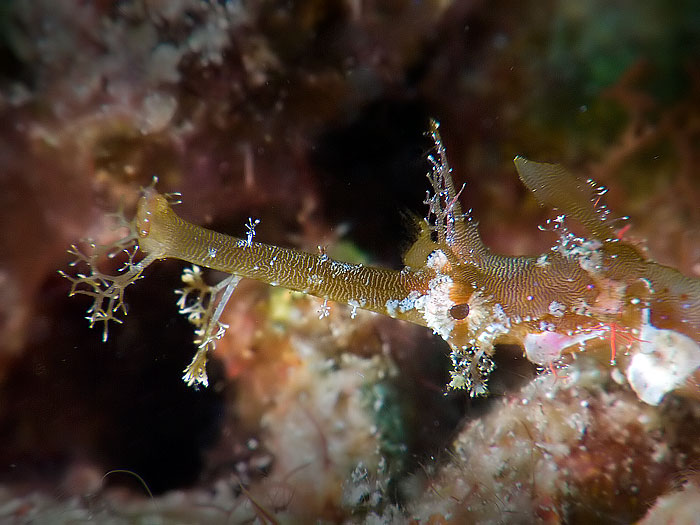 Halicampus macrorhynchus