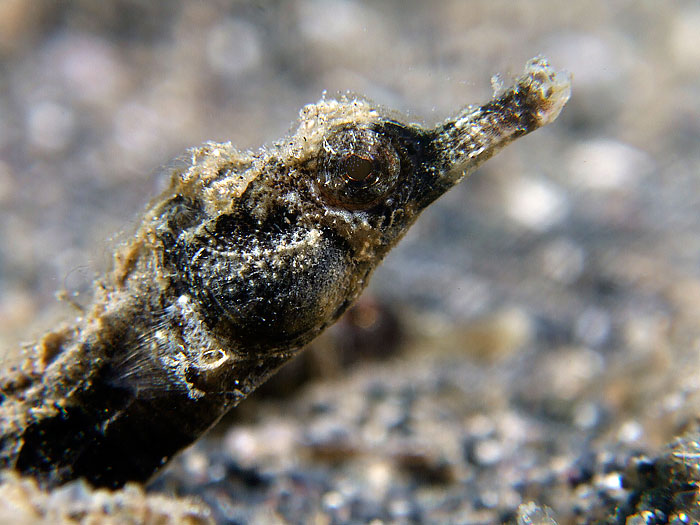 Pipefish sp. 01
