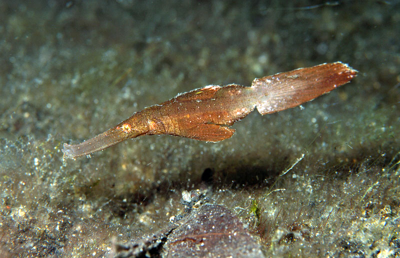 Solenostomus armatus