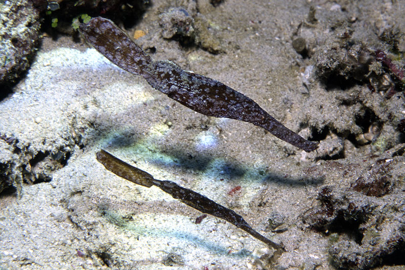 Solenostomus cyanopterus