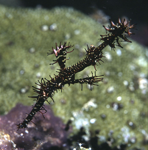 Solenostomus paradoxus