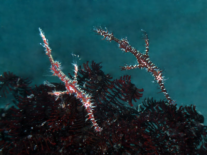 Solenostomus paradoxus