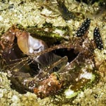 Lysiosquilla lisa