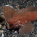 Ablabys taenianotus