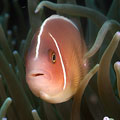 Amphiprion perideraion