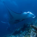 Manta birostris