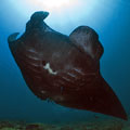 Manta birostris