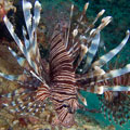 Pterois volitans