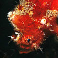unidentified frogfish 2