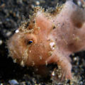 unidentified frogfish 3