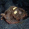 Unidentified Scorpion fish