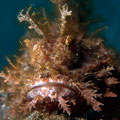 Unidentified Scorpion fish