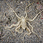 Abdopus sp.