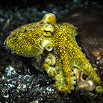 Amphioctopus mototi