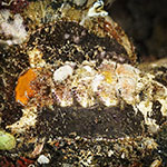Chiton sp. 06