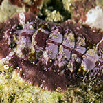 Chiton sp. 08
