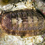 Chiton sp. 9