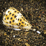 Conus eburneus