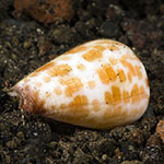 Conus tessulatus