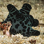 Coriocella nigra