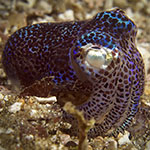 Euprymna berryi