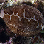 Leporicypraea mappa