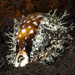 Lyncina vitellus