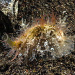 Naria spurca