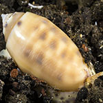 Oliva amethystina