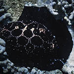 Ovula ovum