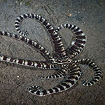 Thaumoctopus mimicus