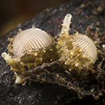 Trivirostra oryza