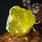 Velutinidae