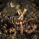 Wunderpus photogenicus
