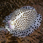 Calpurnus verrucosus