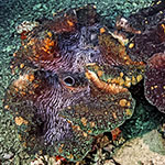 Tridacna gigas 01