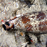 Conus textile