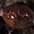 Cypraea mappa