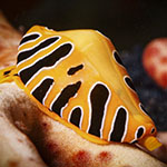 Cuspivolva tigris
