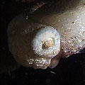 Cuttlefish sp.