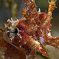 Cuttlefish 05