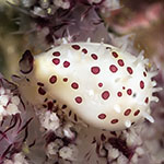 Diminovula sp. 1
