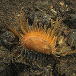 Limaria fragilis