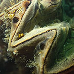 Lopha sp. 1