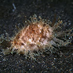 Naria miliaris