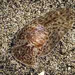 Notocochlis cernica