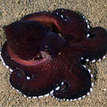 octopus 05