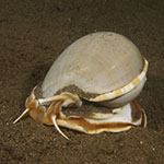 Phalium glaucum