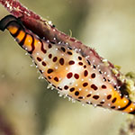 Phenacovolva barbieri