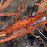Phenacovolva rosea